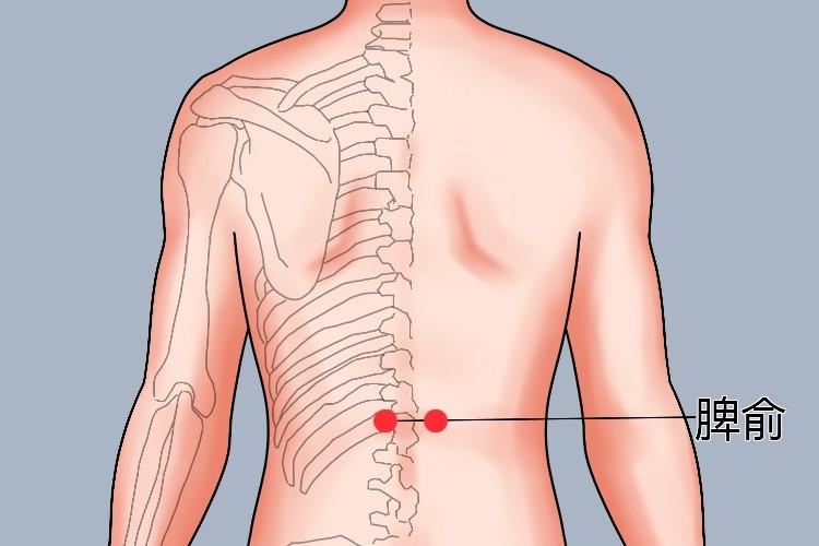 脾俞穴位置图