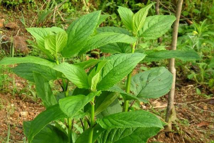 玄参植株图 玄参植株图