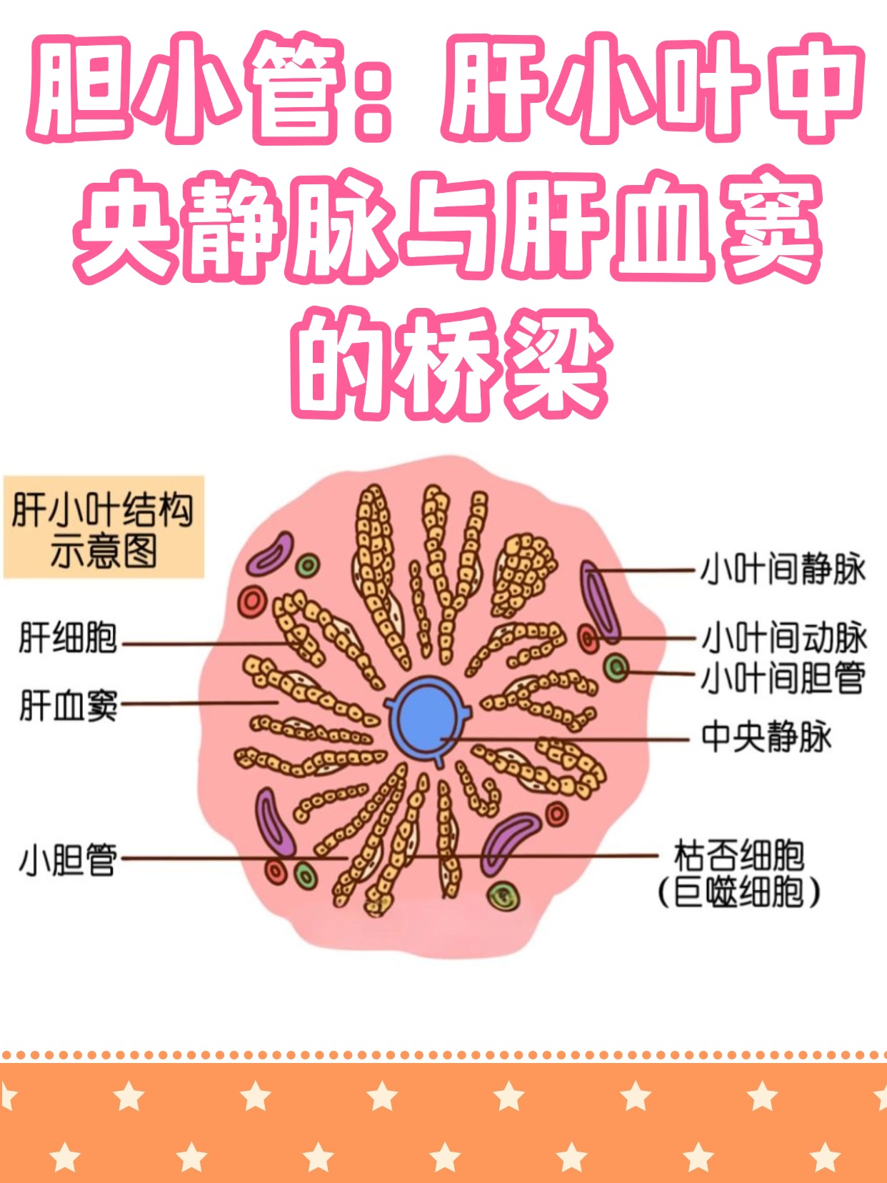 胆小管:肝小叶中央静脉与肝血窦的桥梁
