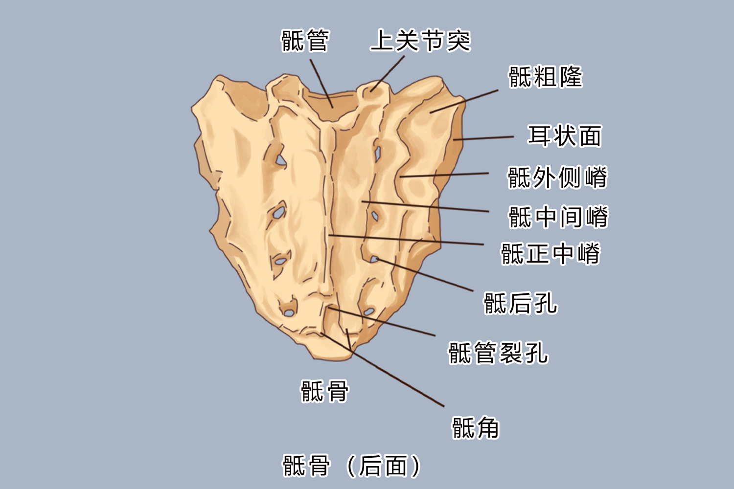 骶骨结构图片