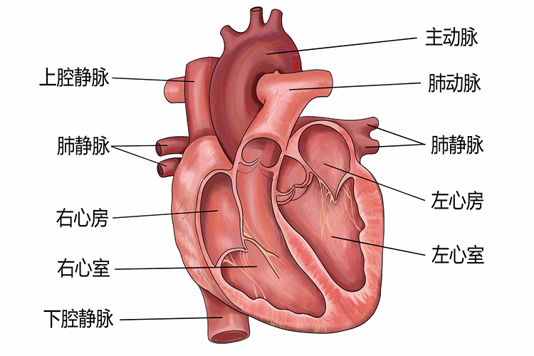 初中生物心脏结构图图片