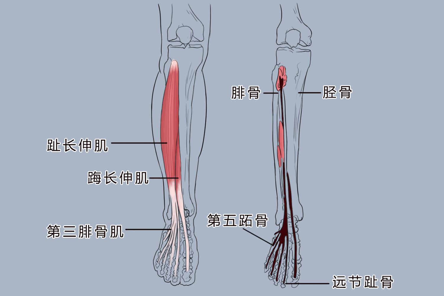 足部拇长屈肌图片