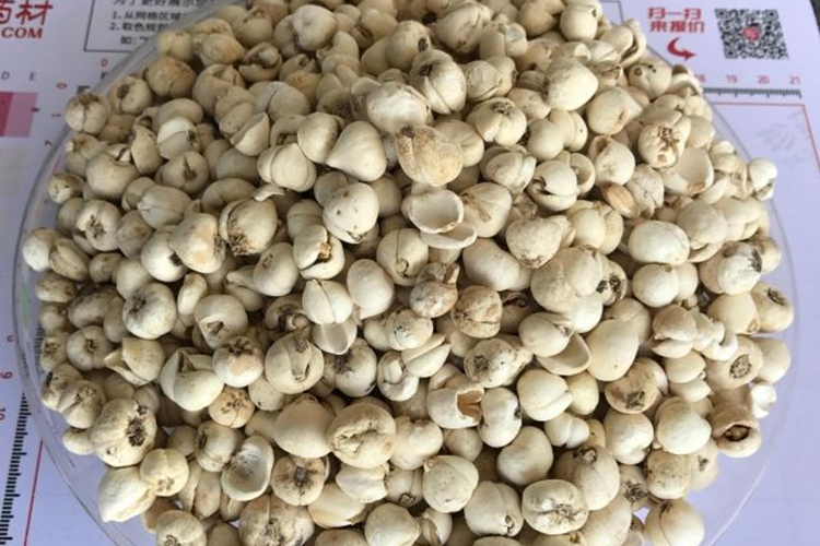 青贝类川贝母图