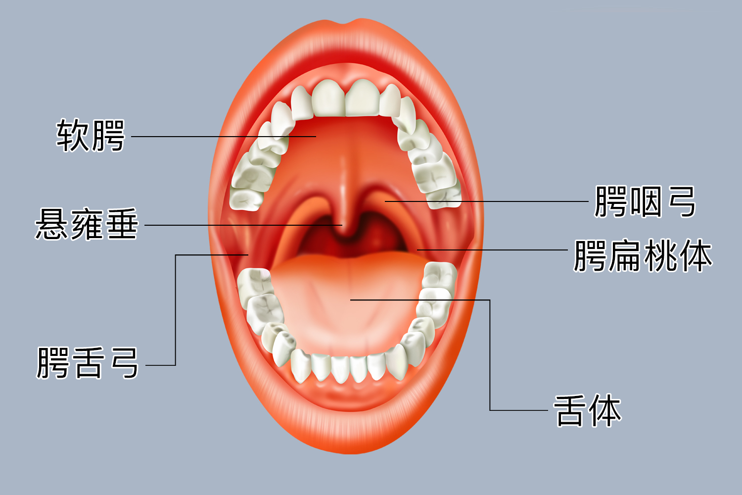小舌头两边是什么部位
