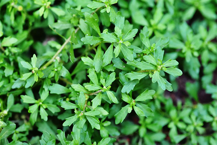 蚊子草植株图 蚊子草植株图