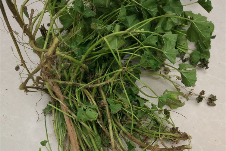 山黄芪植株图 山黄芪植株图