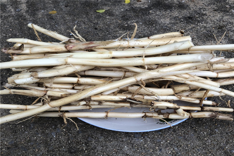 鲜芦根药材图