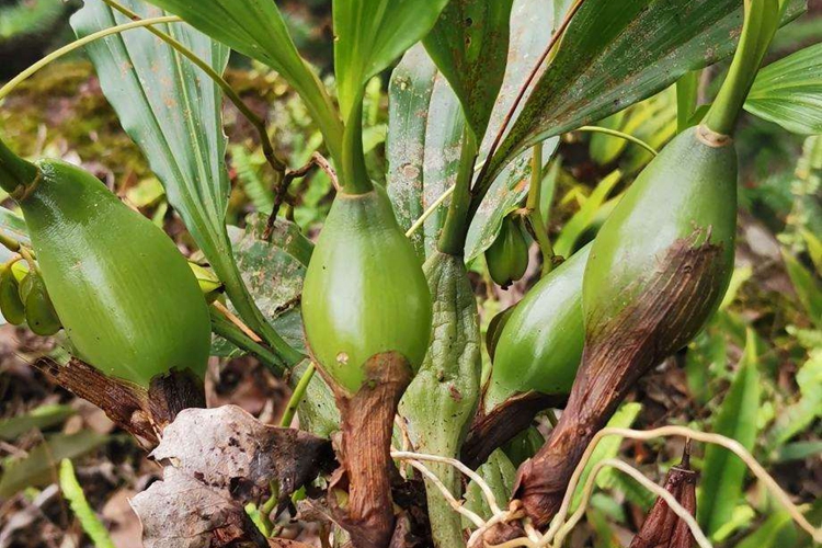 石仙桃植株图 石仙桃植株图