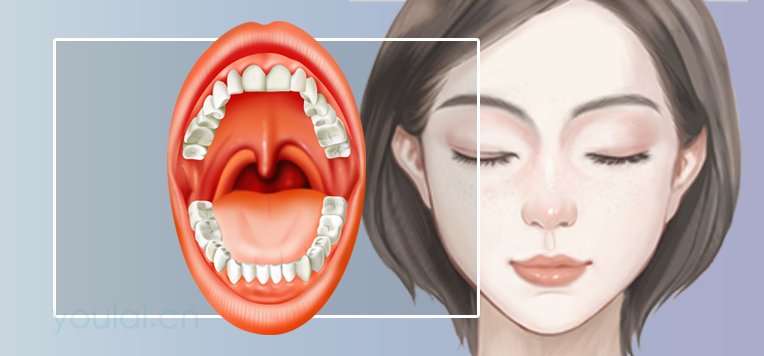 舌的位置、结构及功能