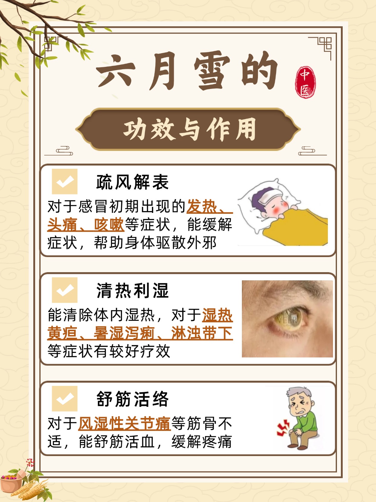 六月雪的功效与作用图片 草药
