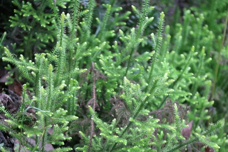 舒筋草植株图 舒筋草植株图