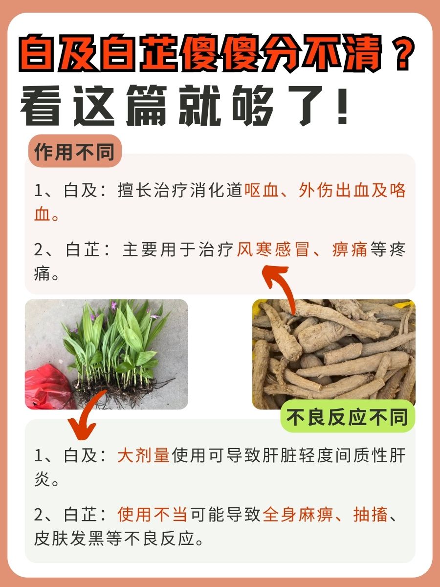 白及VS白芷，中药小白必看区别解析！