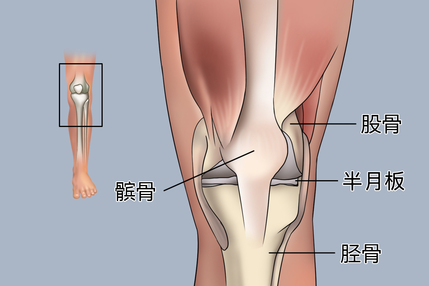 膝关节骨性结构图