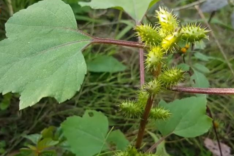 苍术植株果实图