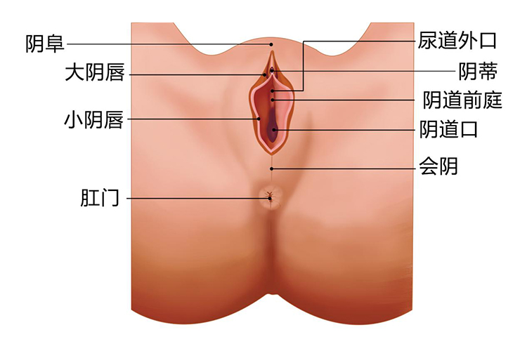阴蒂位置图