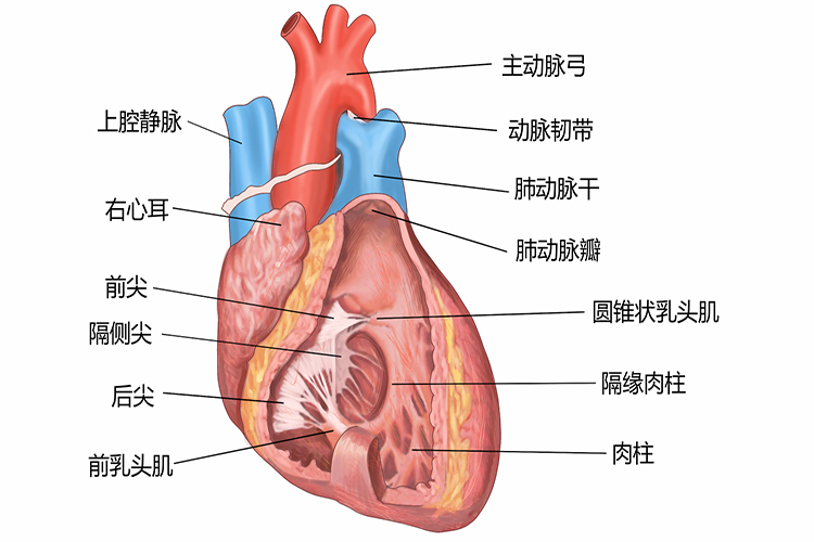 右心房、右心室结构图