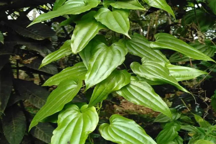 对叶百部植株图