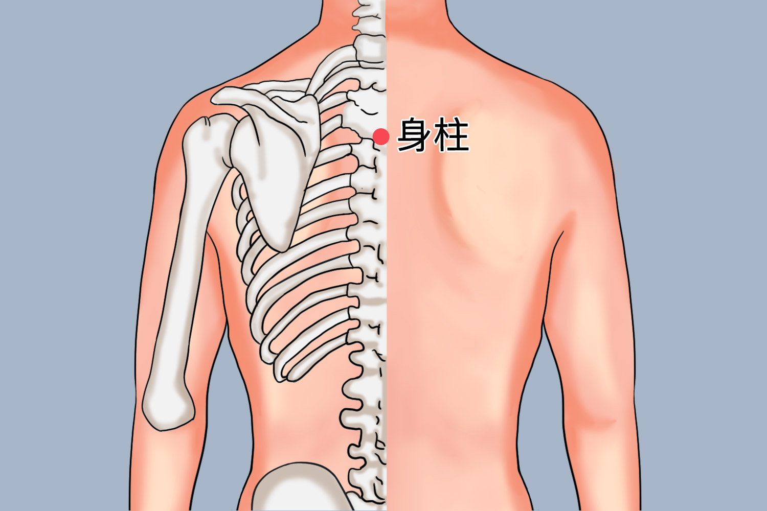 身柱穴位置图