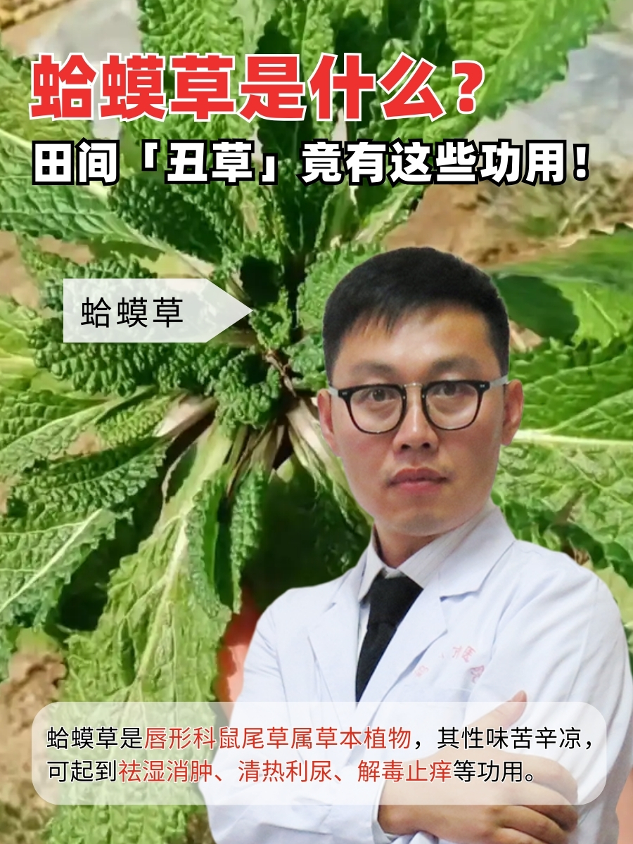 蛤蟆草是什么？田间「丑草」竟有这些功用！