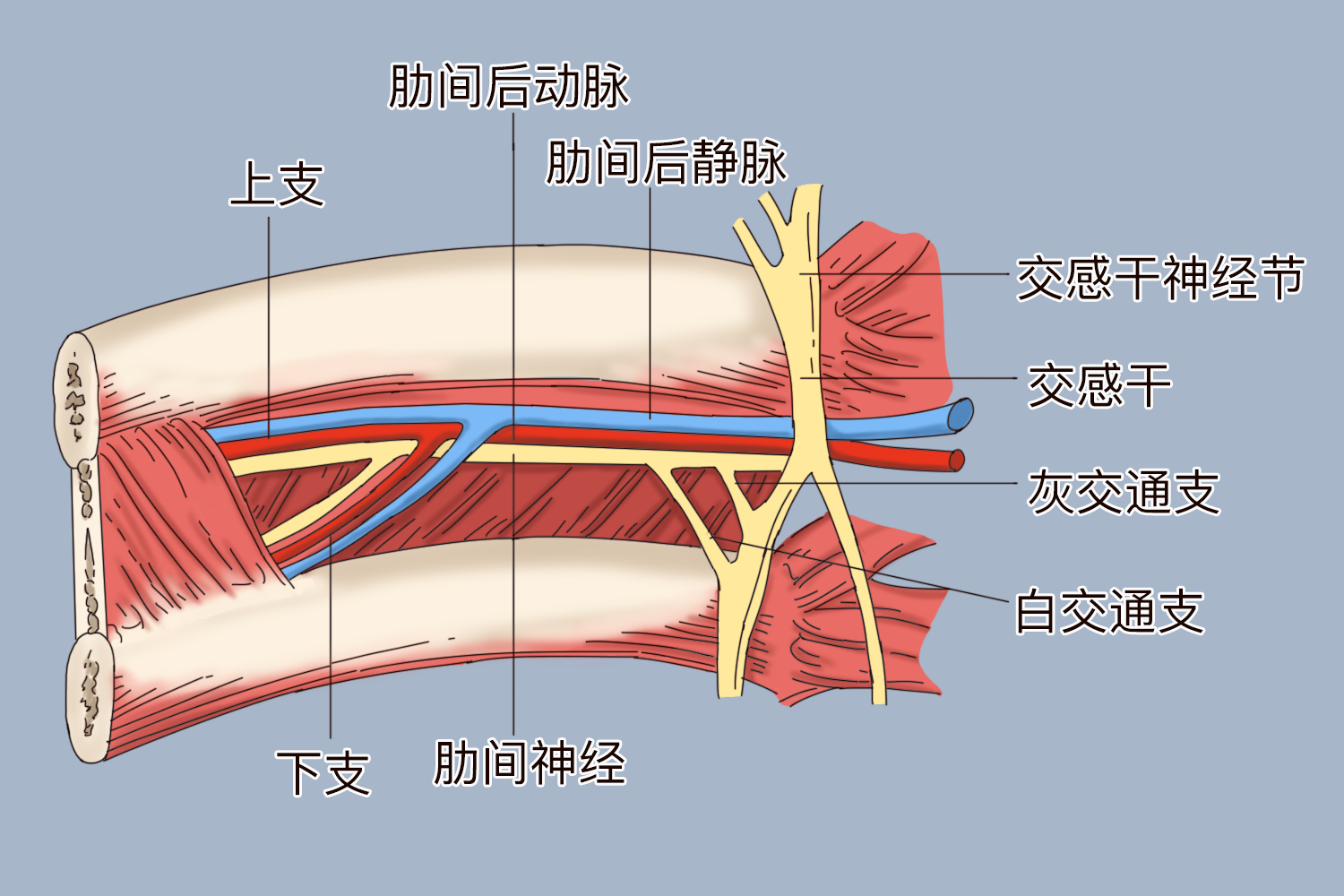 肋间前动脉图片