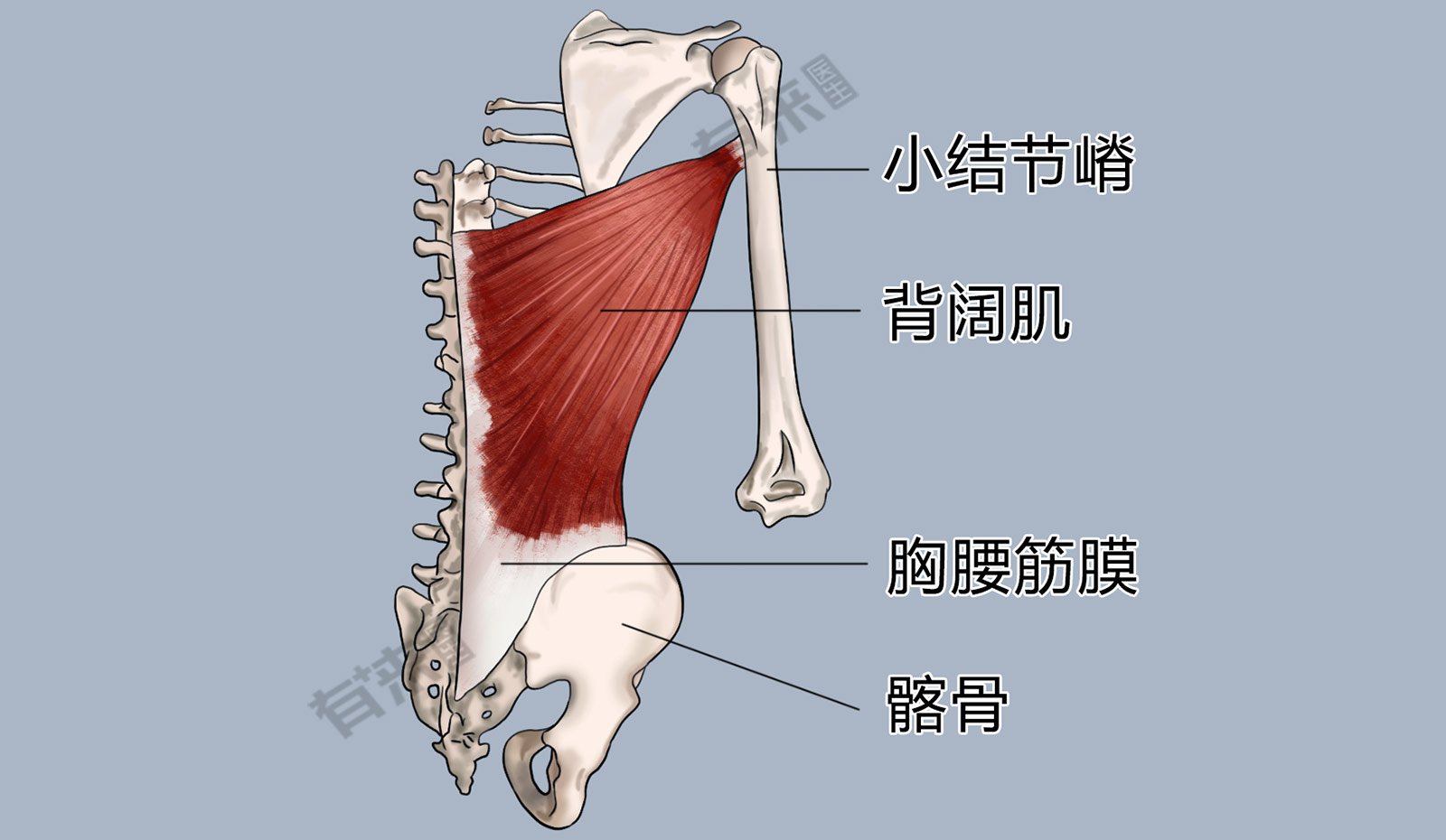 背阔肌