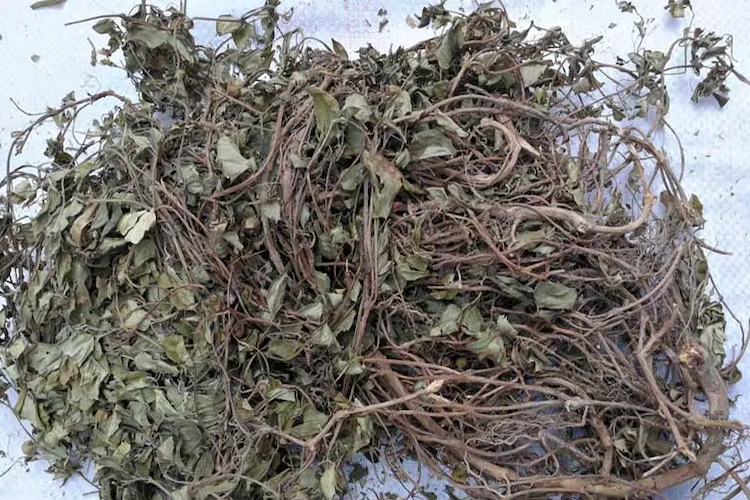 附地菜晒干后图 附地菜晒干后图