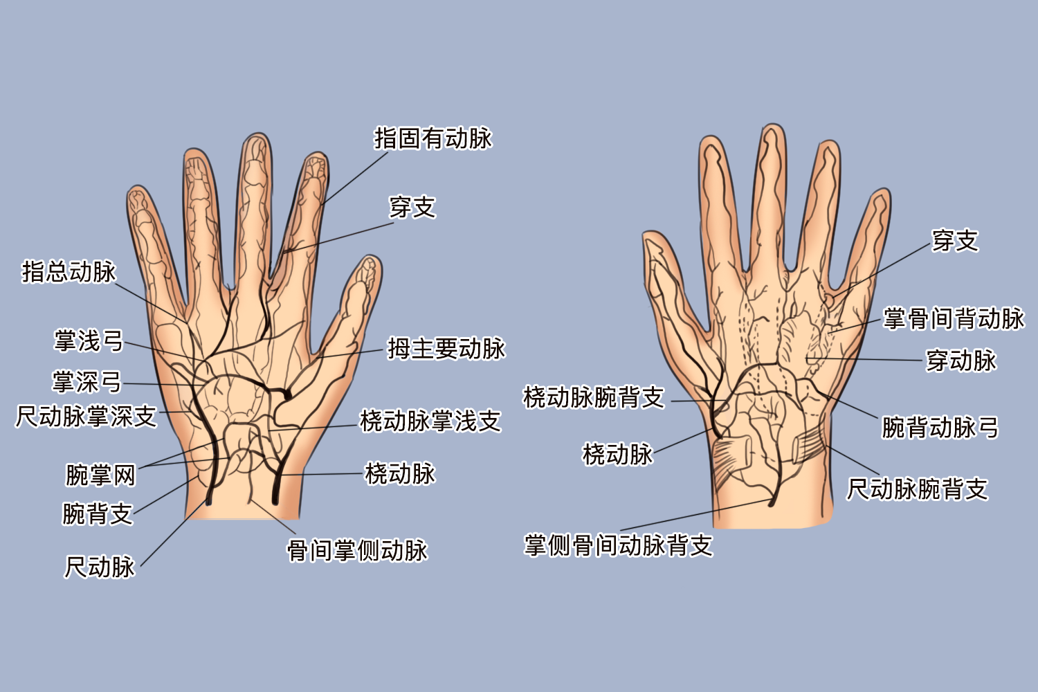 手部大动脉图片