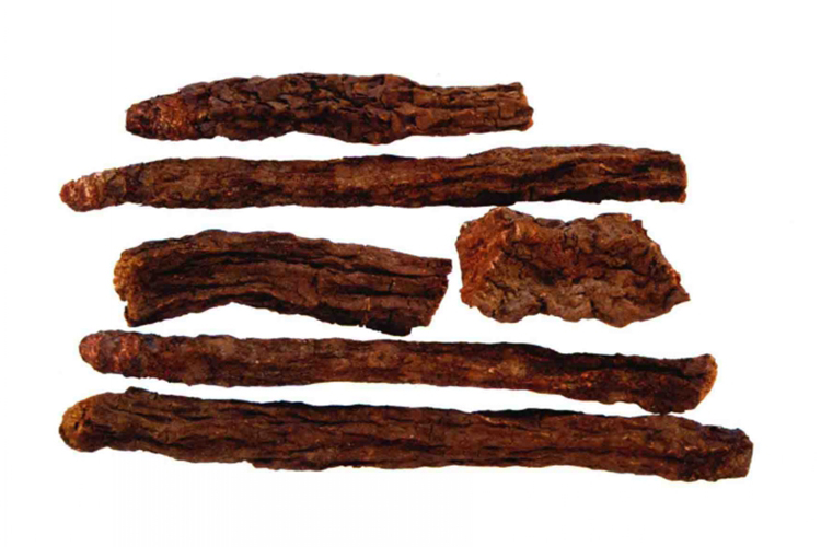 药材锁阳图 药材锁阳图