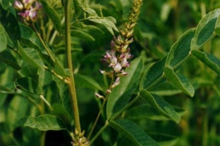 甘草植株图 甘草植株图