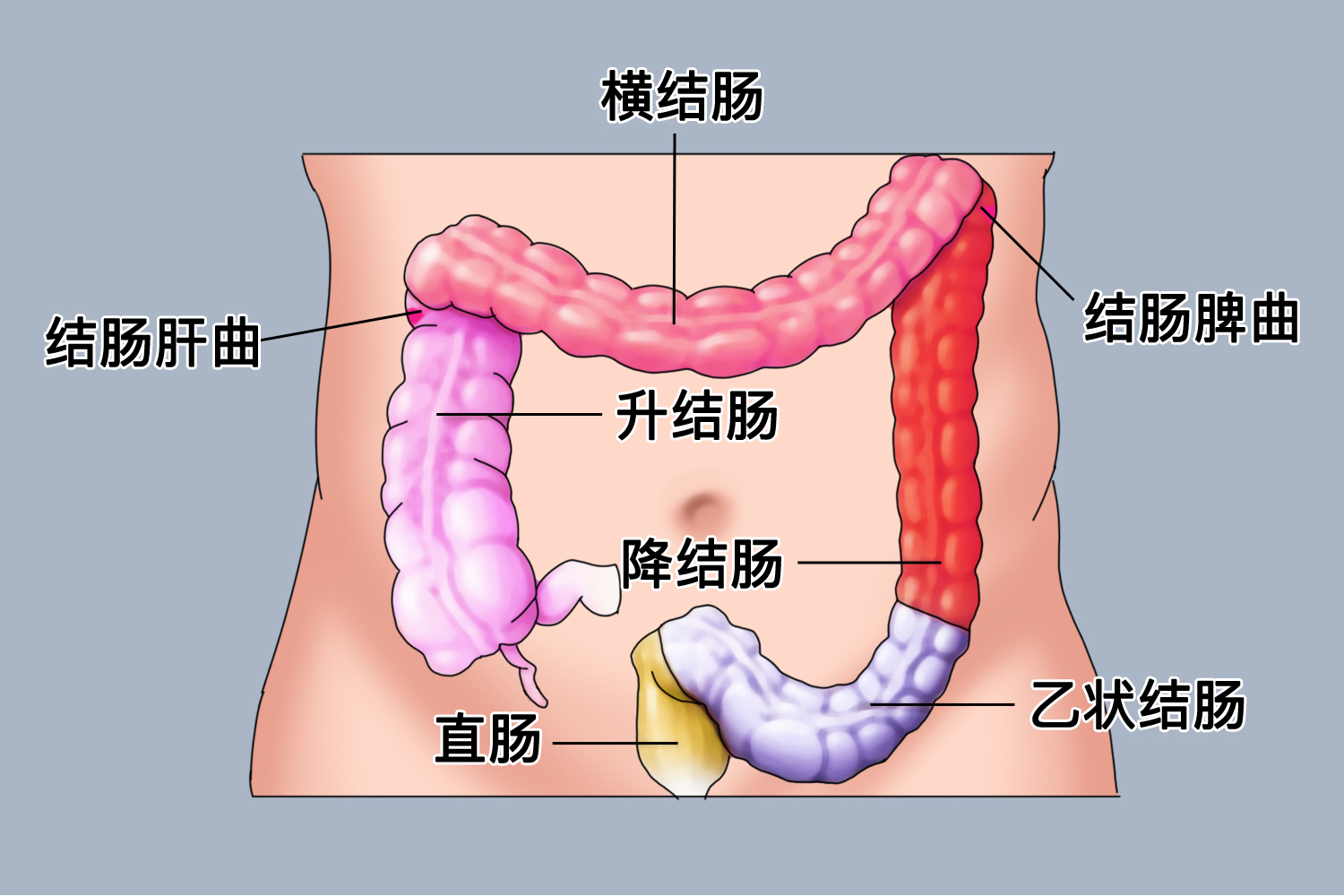 结肠肝曲位置图