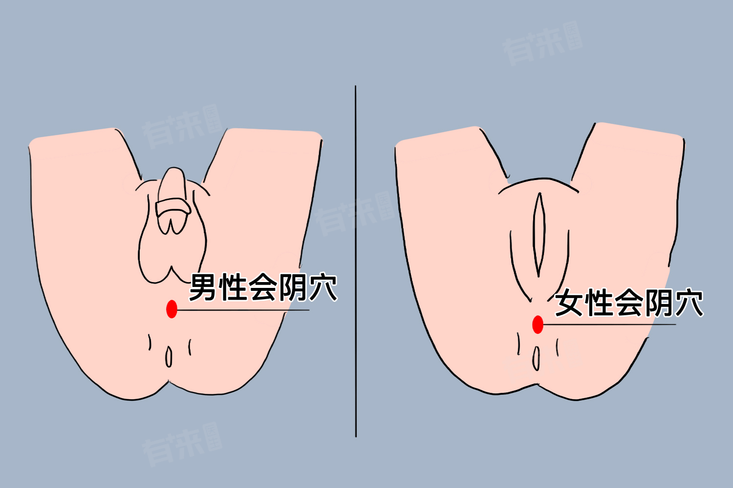 会阴按摩-有来医生