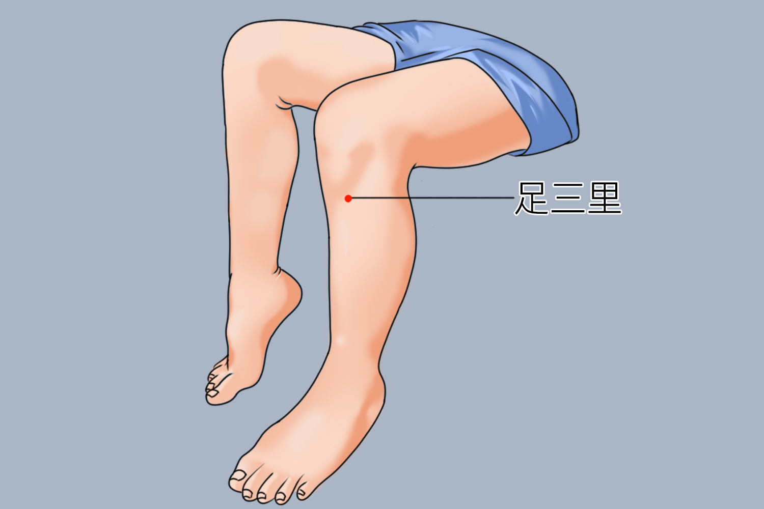 足三里穴位置图