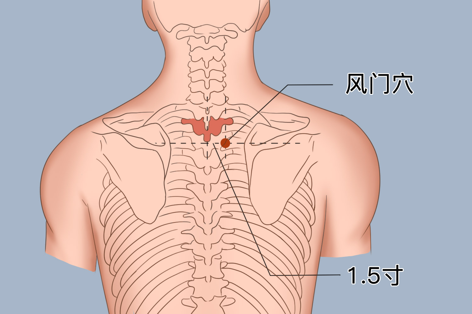 风门穴位置图