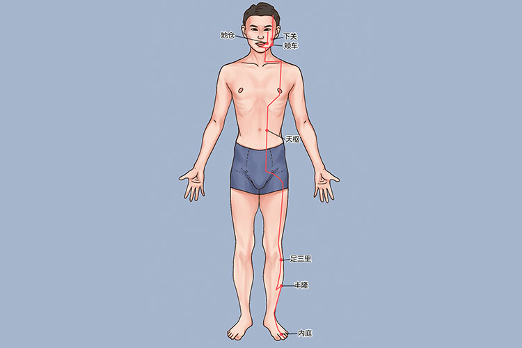 足阳明胃经常用穴位图