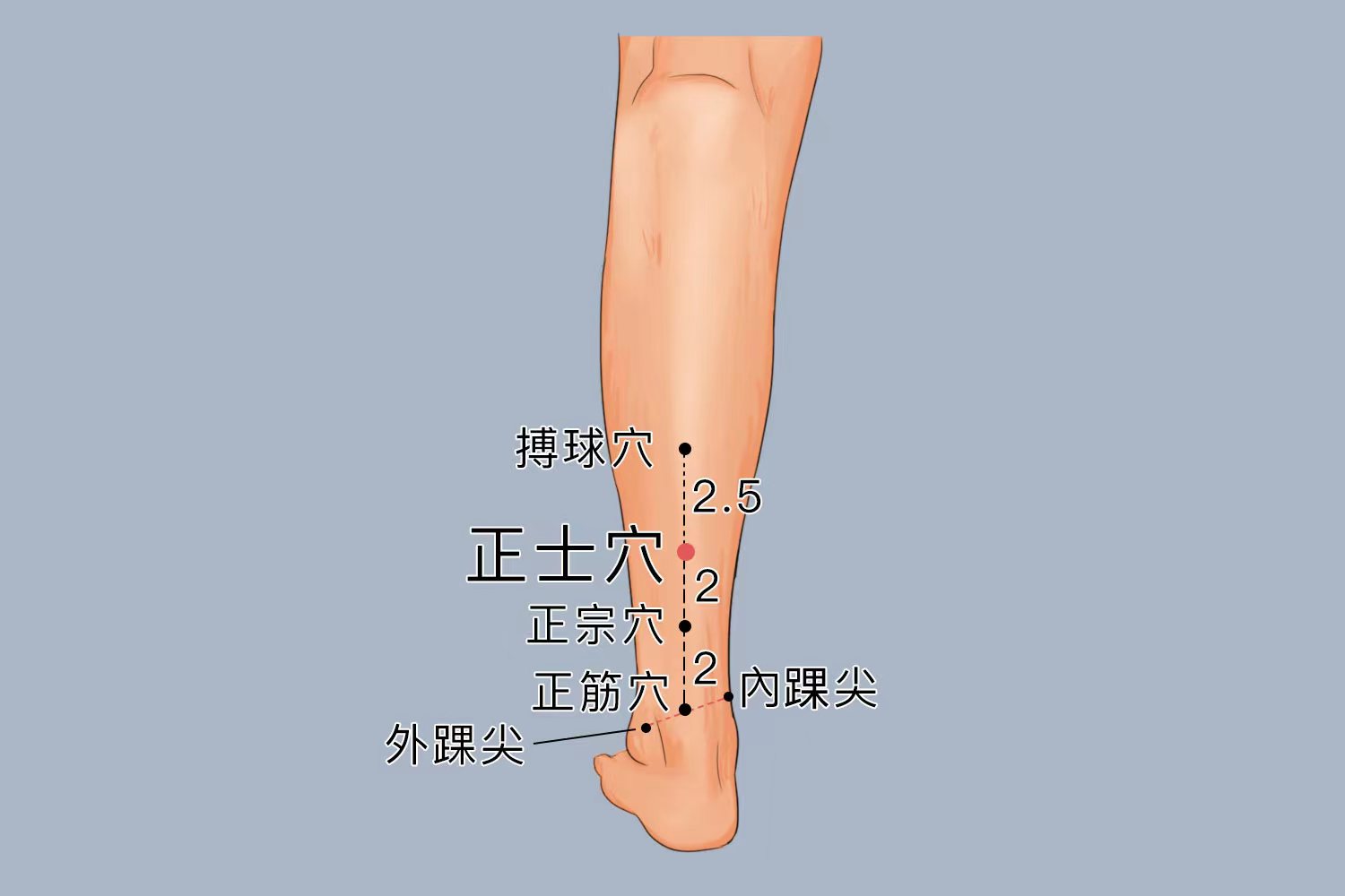正筋正宗正士准确位置图