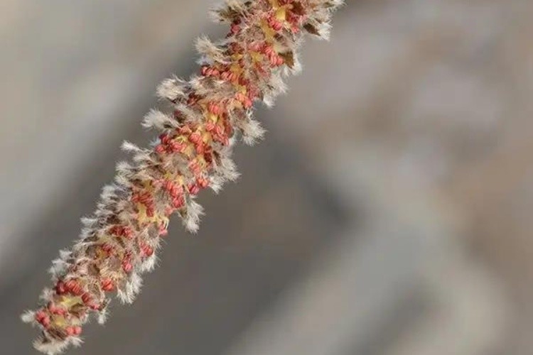 毛白杨树花图 毛白杨树花图