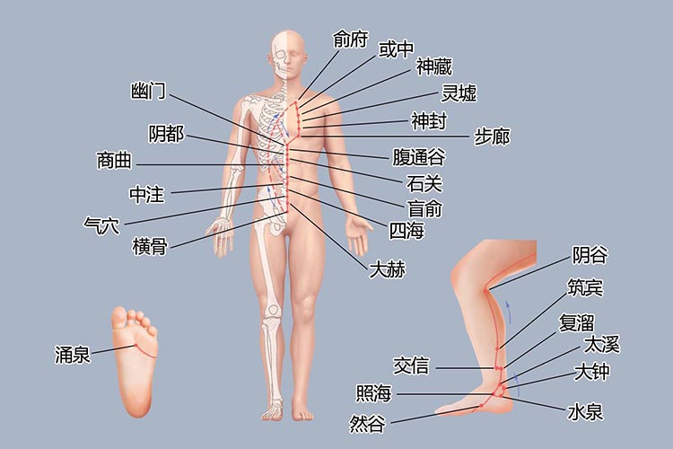 肾经经络走向图