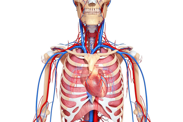 胸腔图片结构图正面图片
