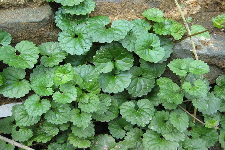 十八缺草药的图片_有来医生