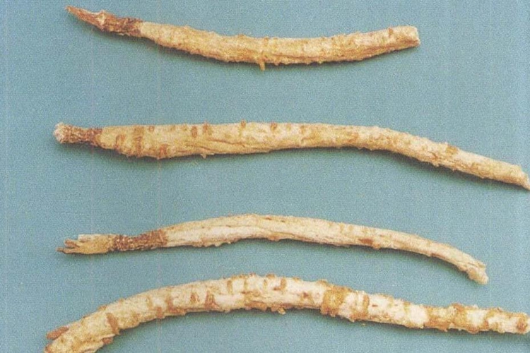 野生北沙参药材图