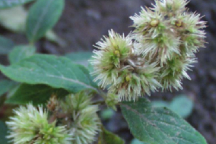 川牛膝植株外观图