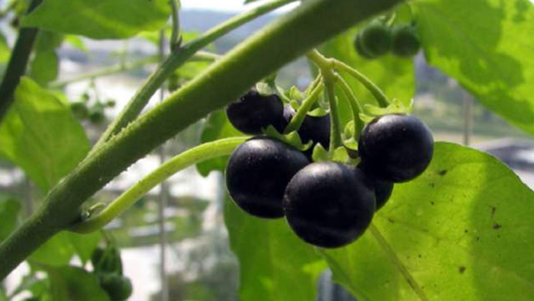 龙葵果的功效与作用 补充能量,止咳平喘,解热镇痛 宜 小便不利,发烧