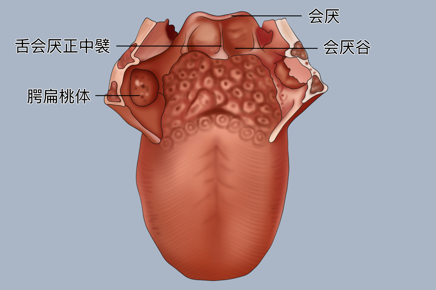舌会厌正中襞图