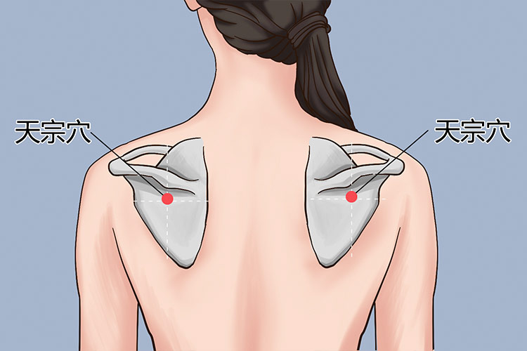 天宗穴位置图 天宗穴位置图