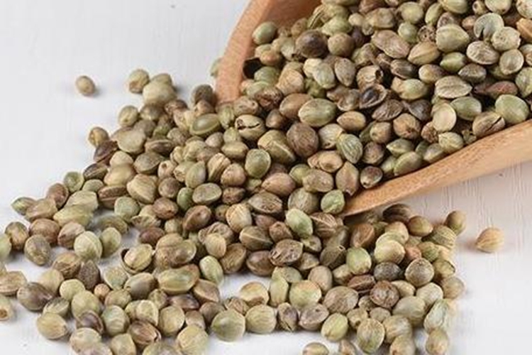 火麻仁药材图 火麻仁药材图