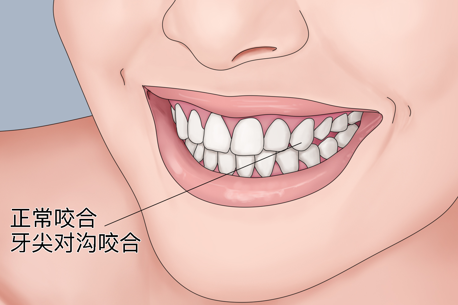 正常人牙齿闭合图片