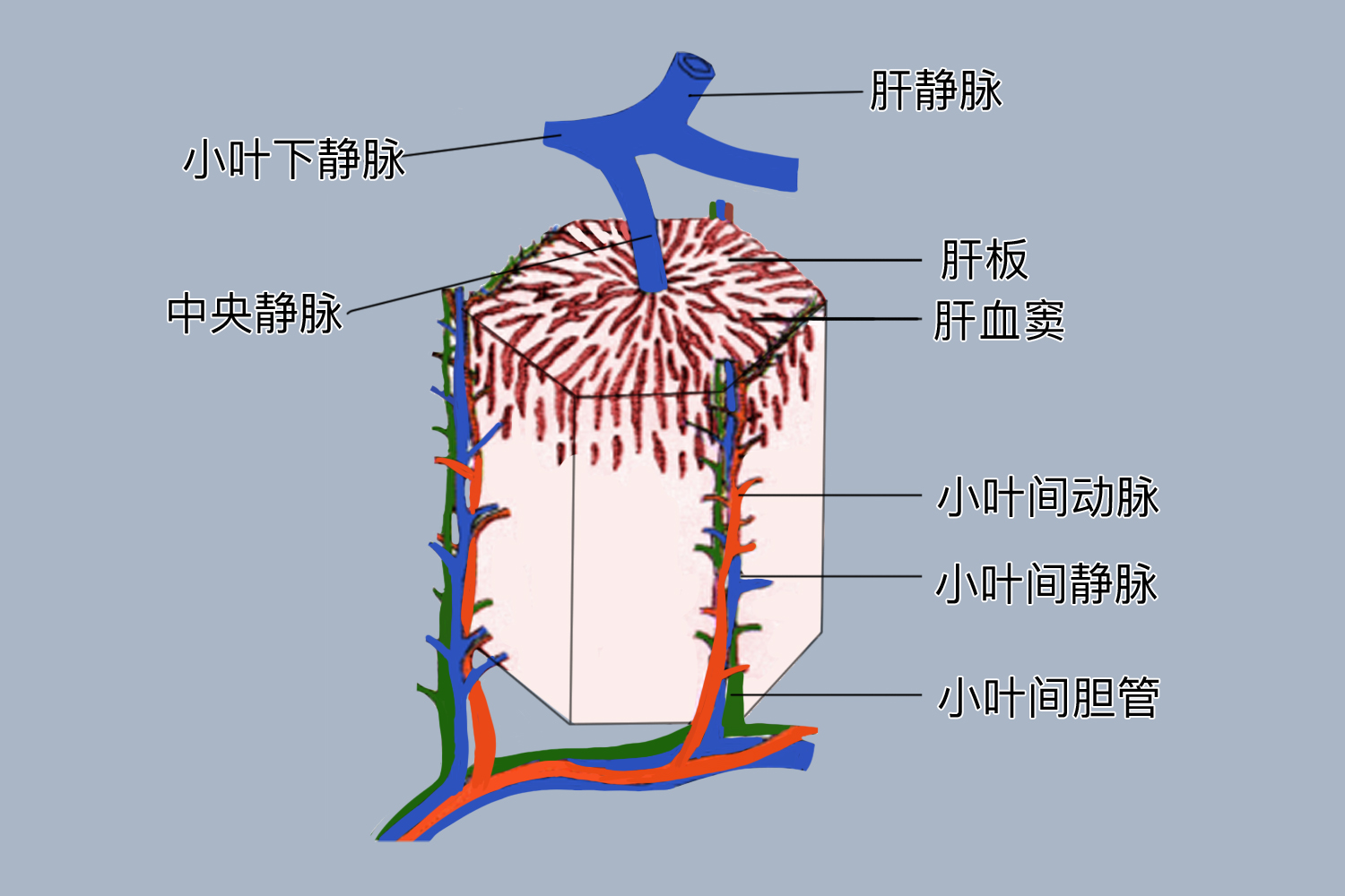 肝肠循环示意图图片