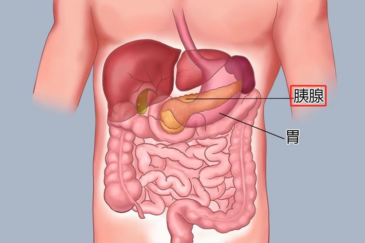 胰腺位置图