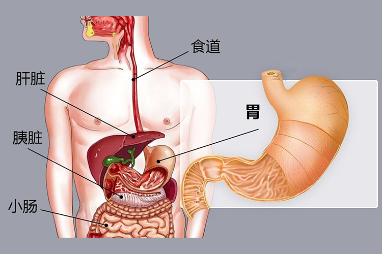 胃的位置图