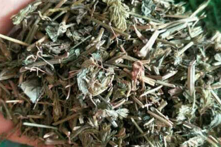 消渴草药材图 消渴草药材图